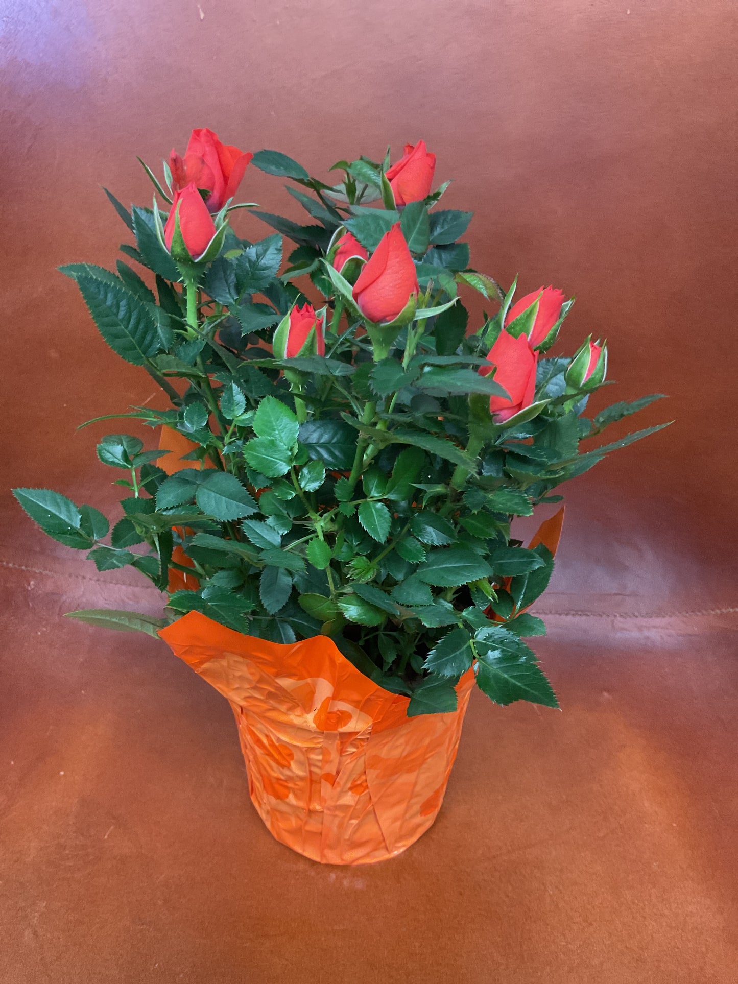 Mini Roses