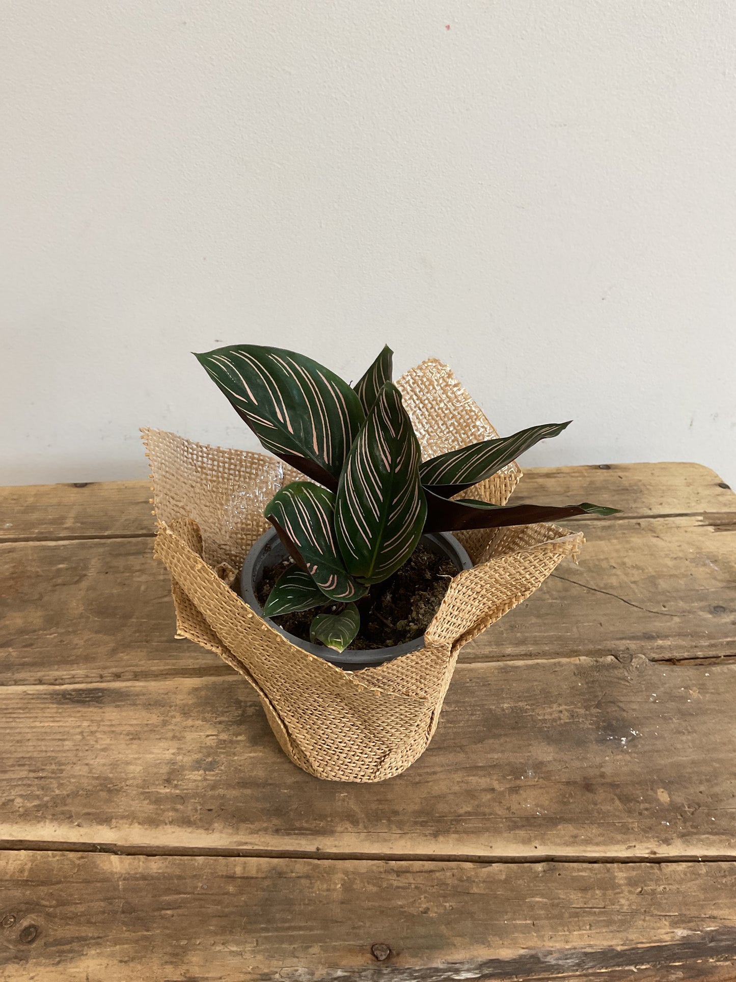 Calathea Ornata (Pin-stripe)