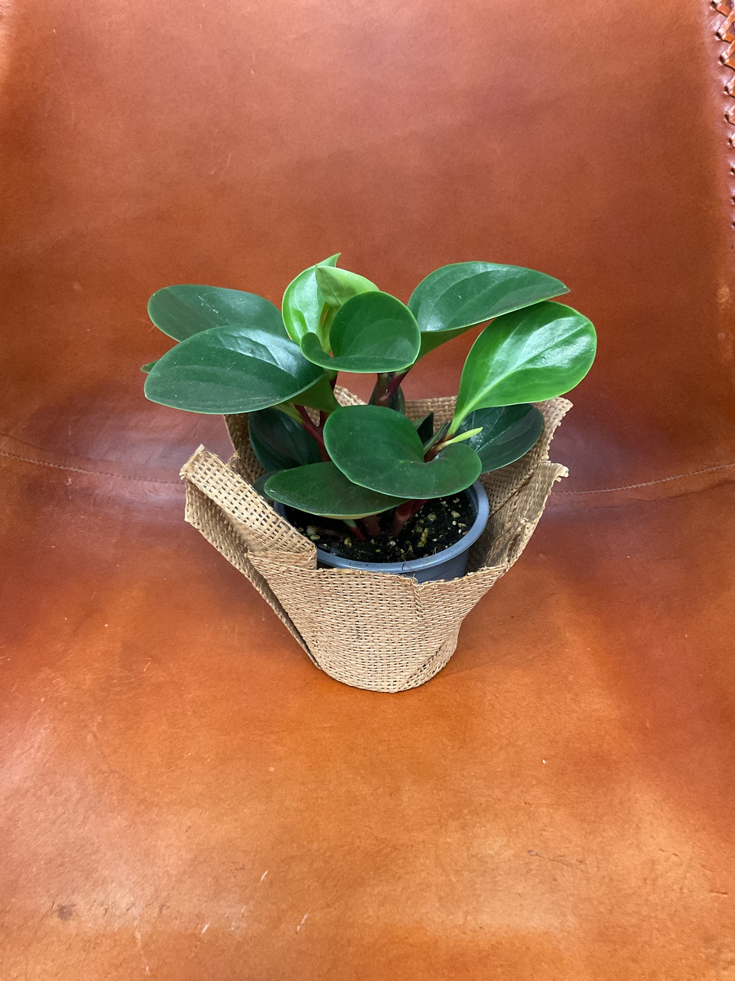Peperomia