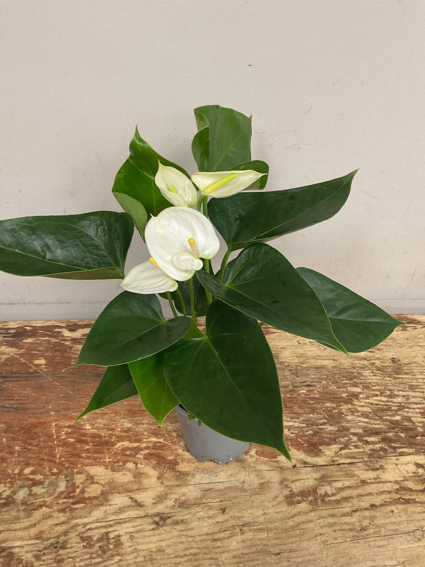 Anthurium 4”