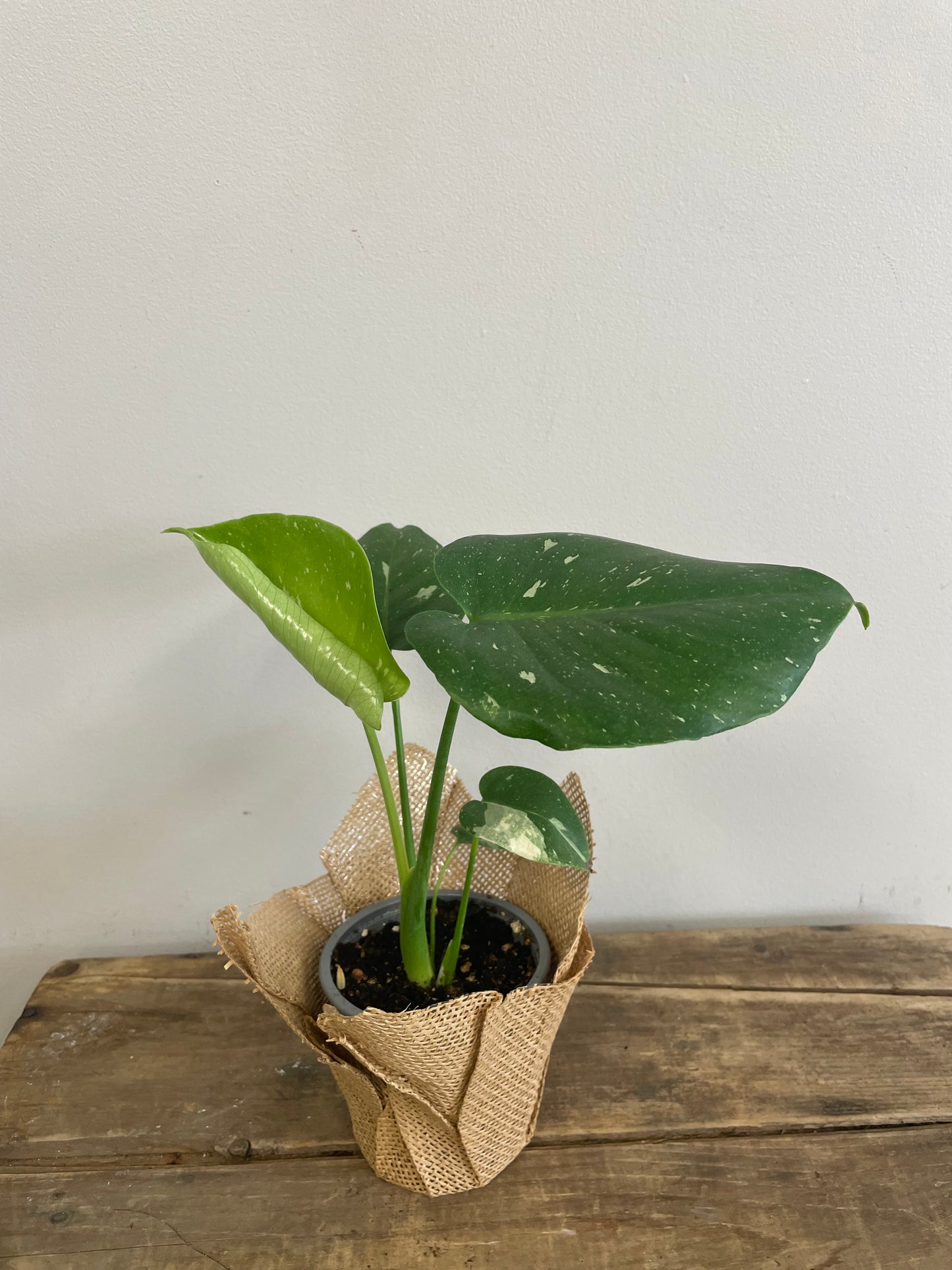 Philodendron Thai Constellation