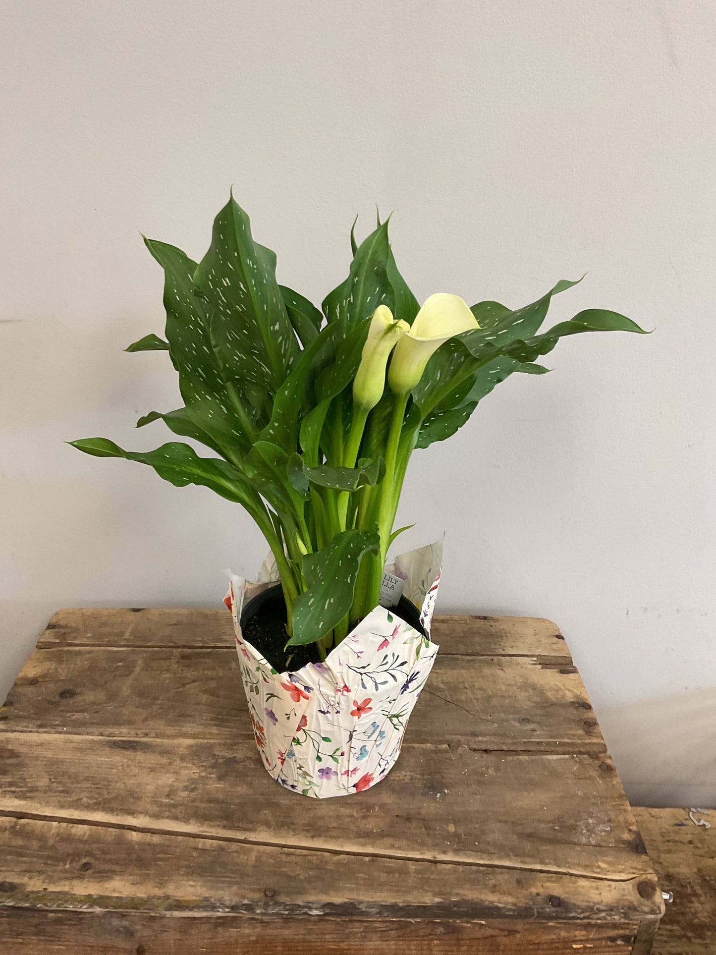 6" Potted Calla Lily Plant