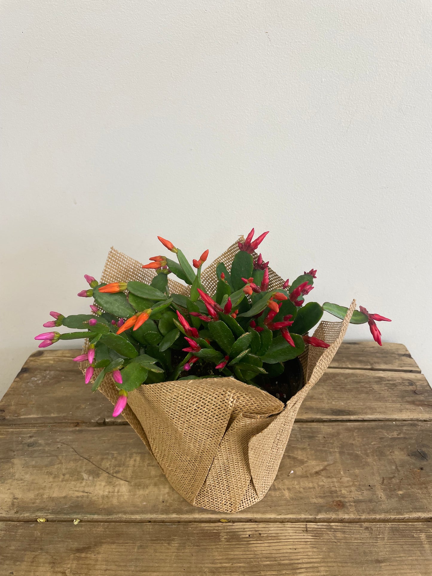 Easter Cactus