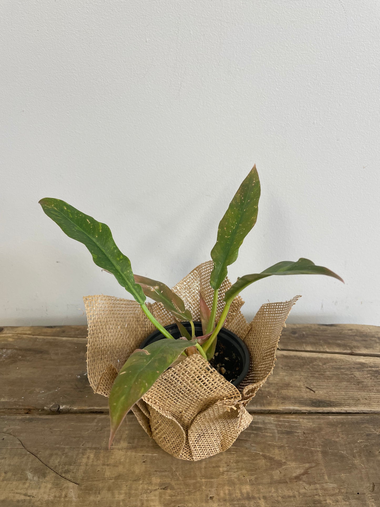Prince of Orange Philodendron