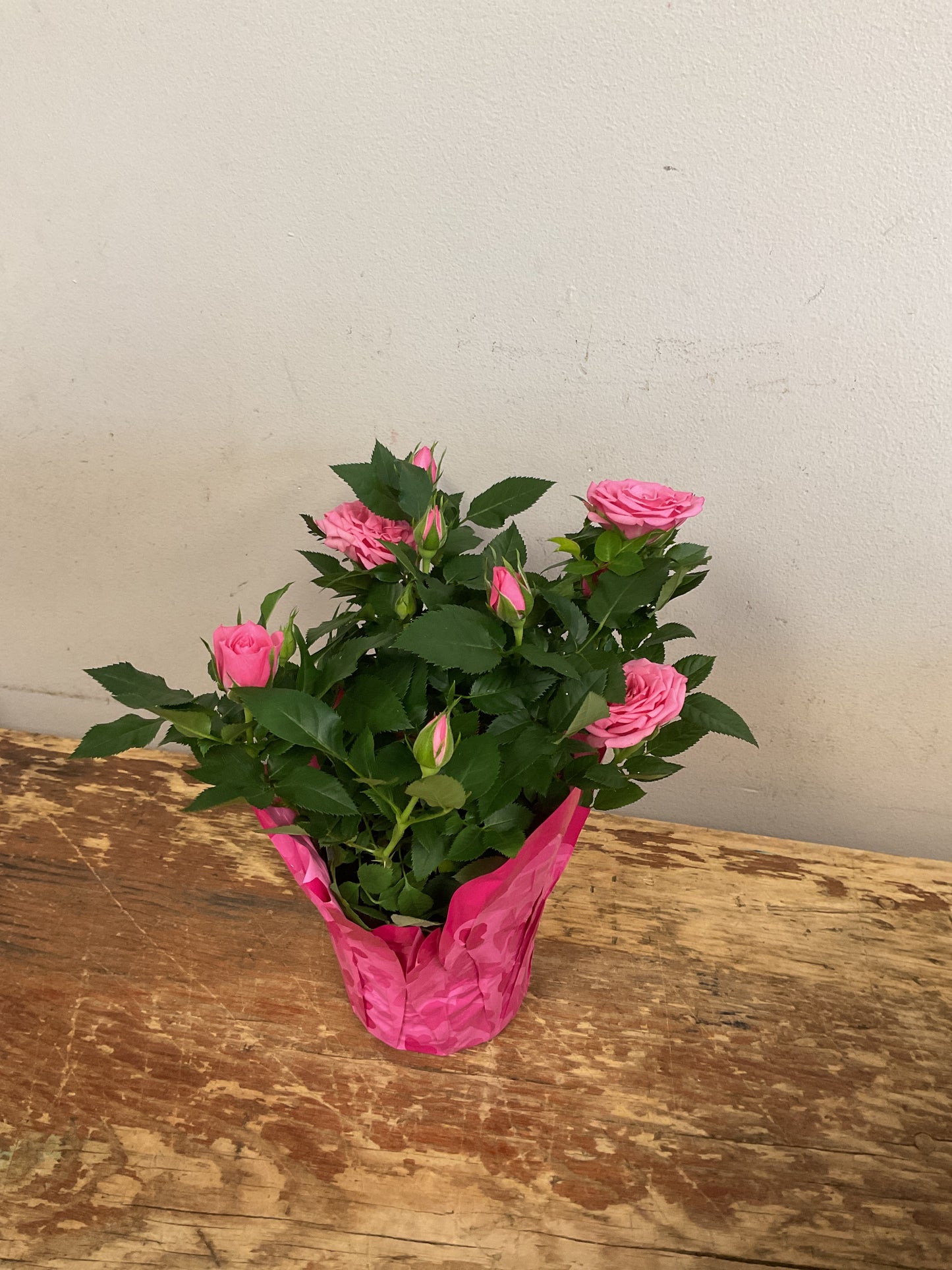 Mini Roses