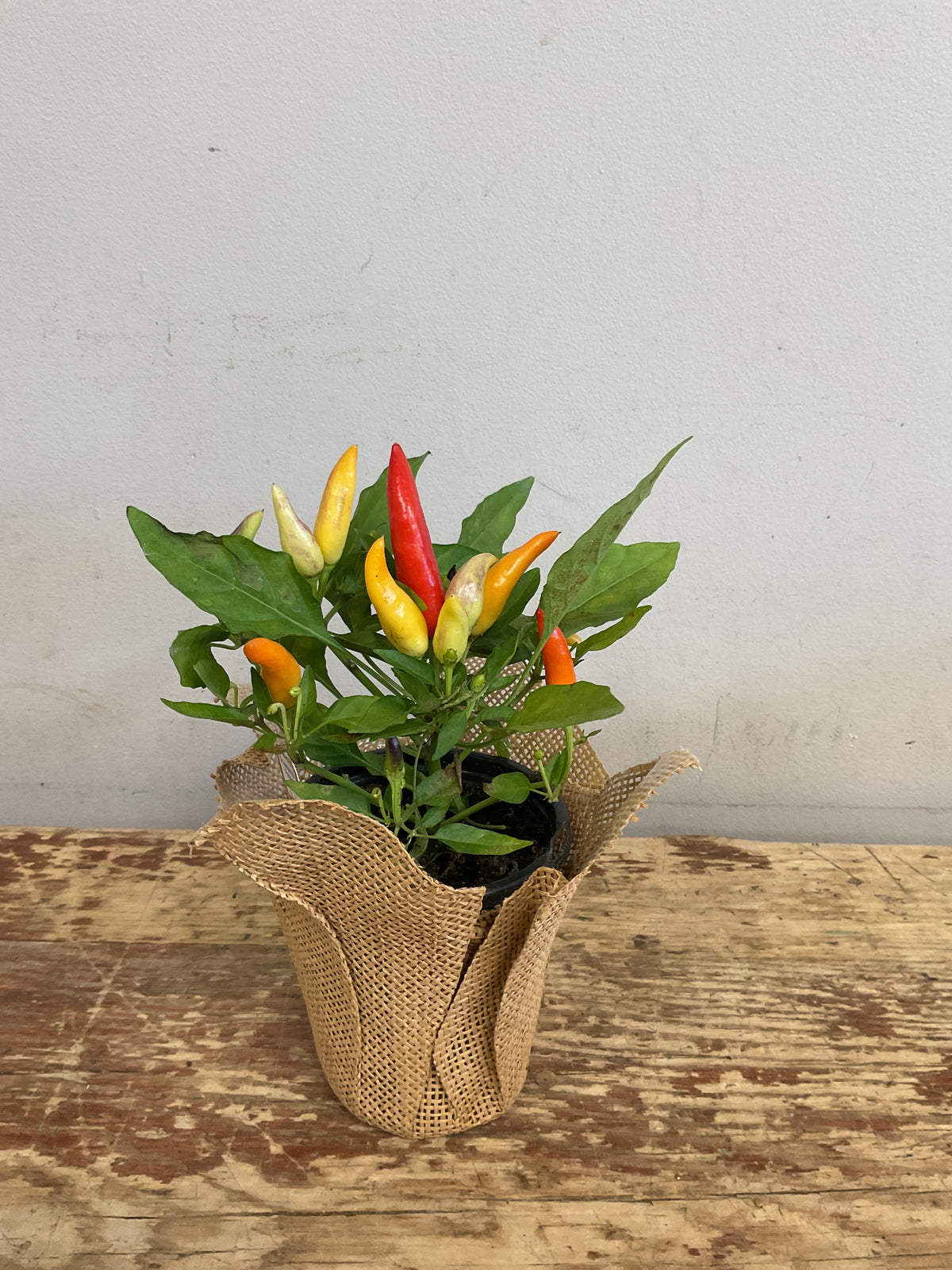 Ornamental Peppers