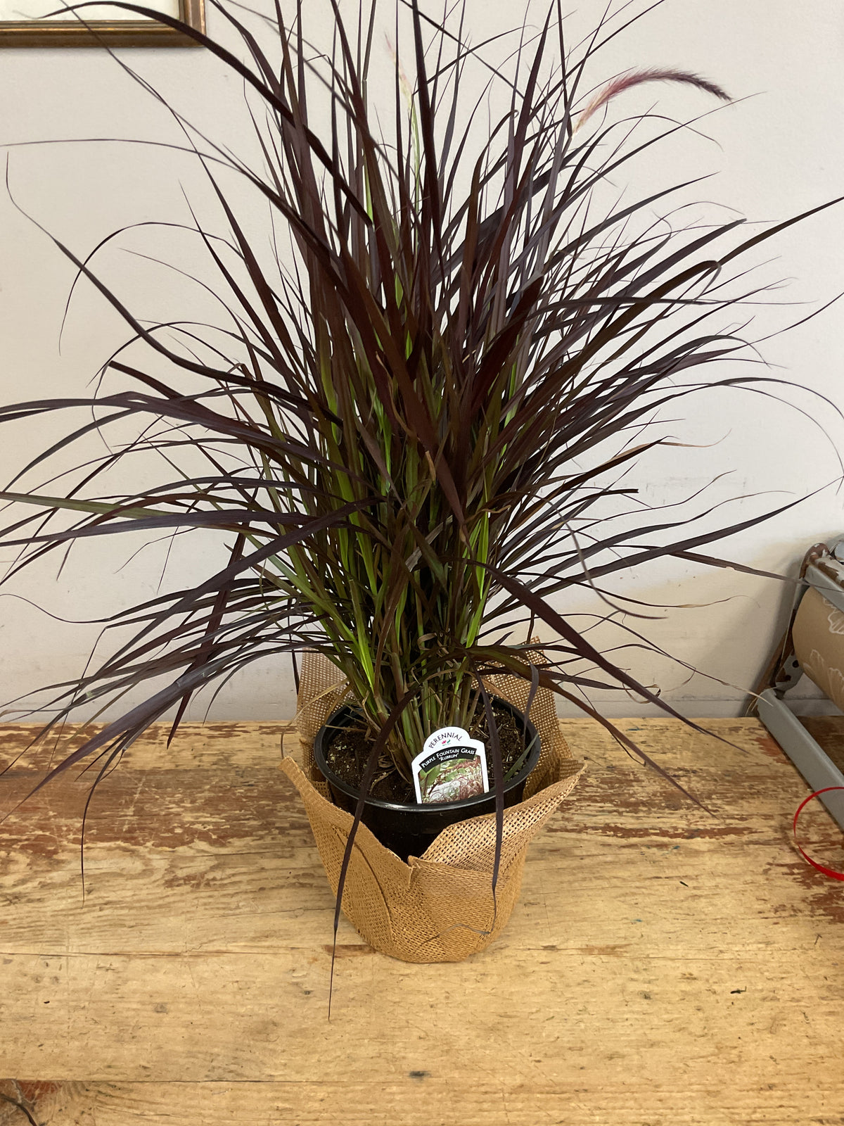 Purple Fountain Grass