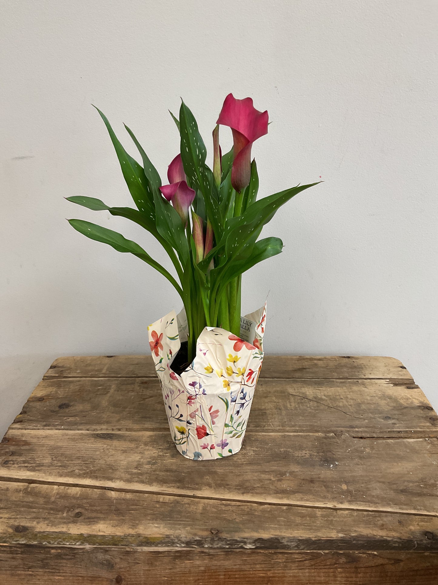 4" Potted Calla Lily
