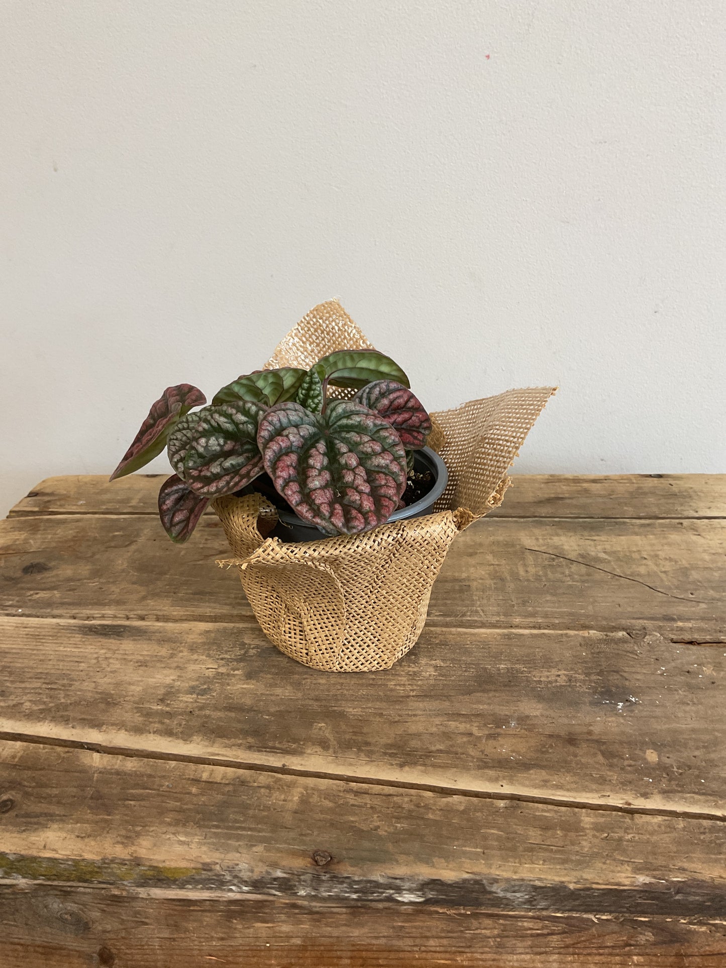 Peperomia Robella