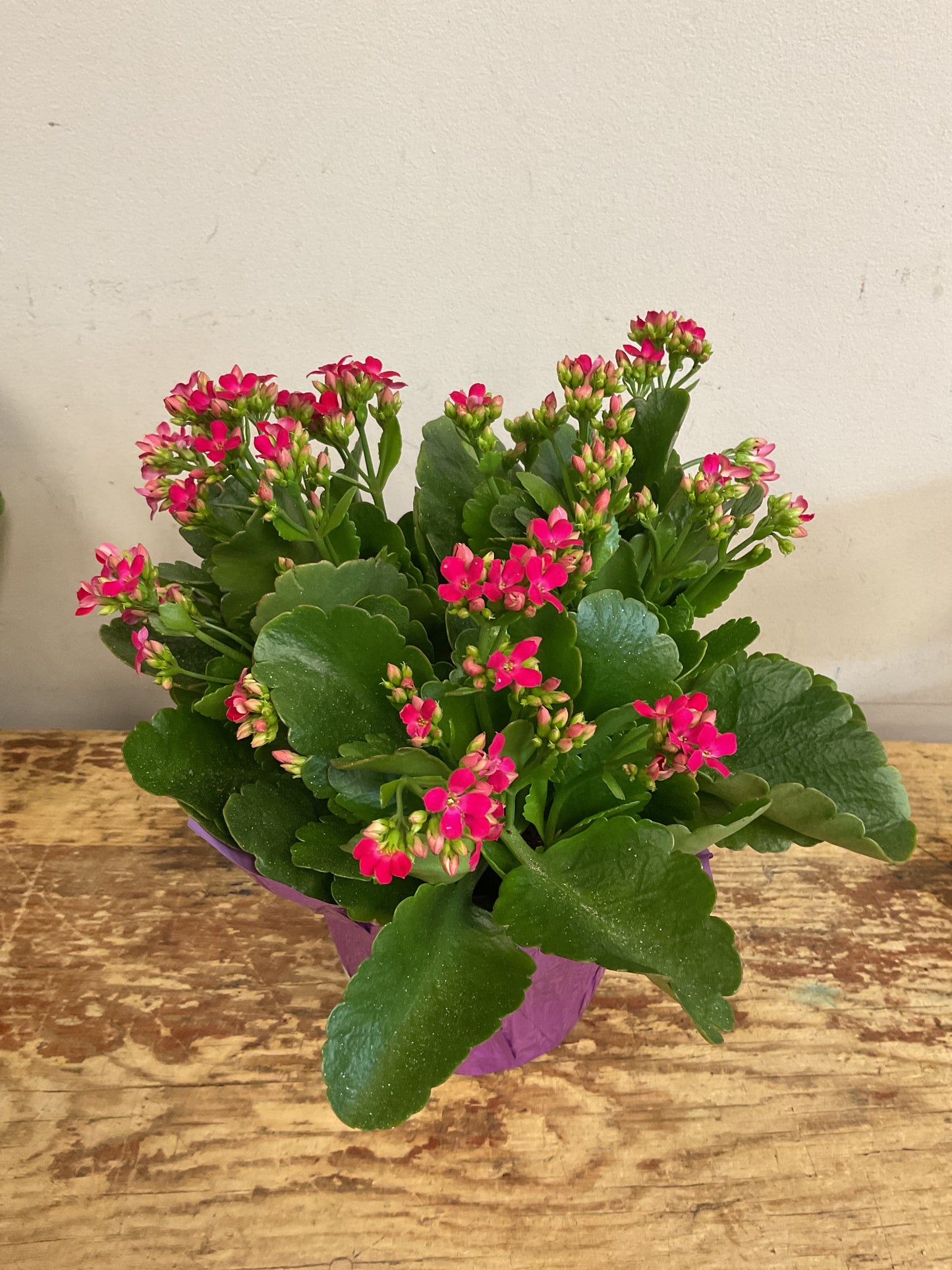 Kalanchoe