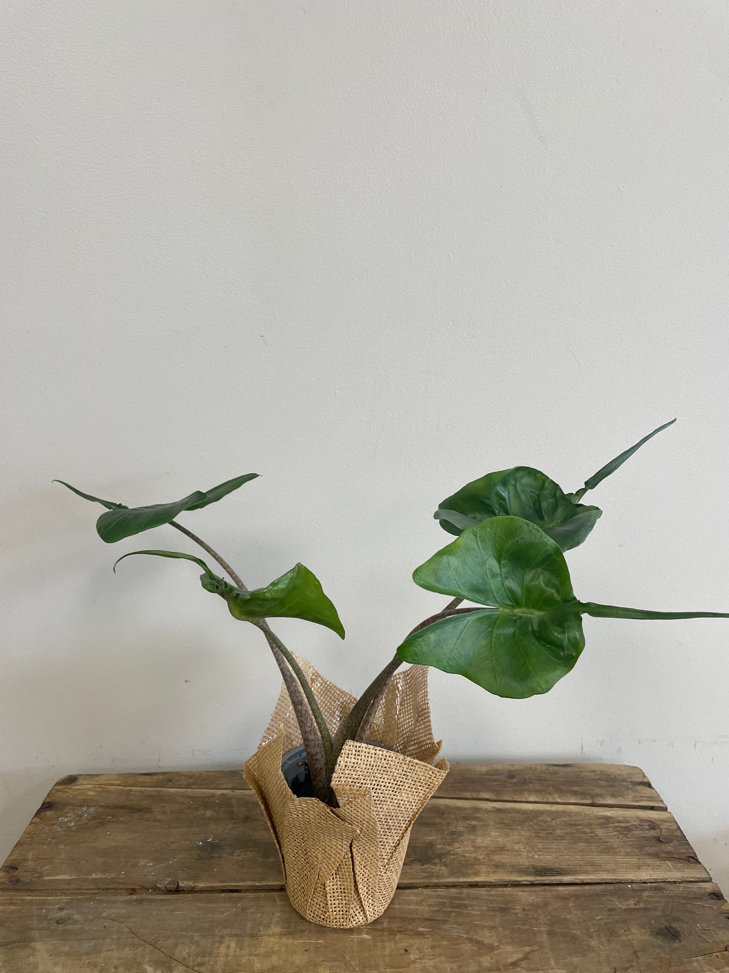 Alocasia Stingray