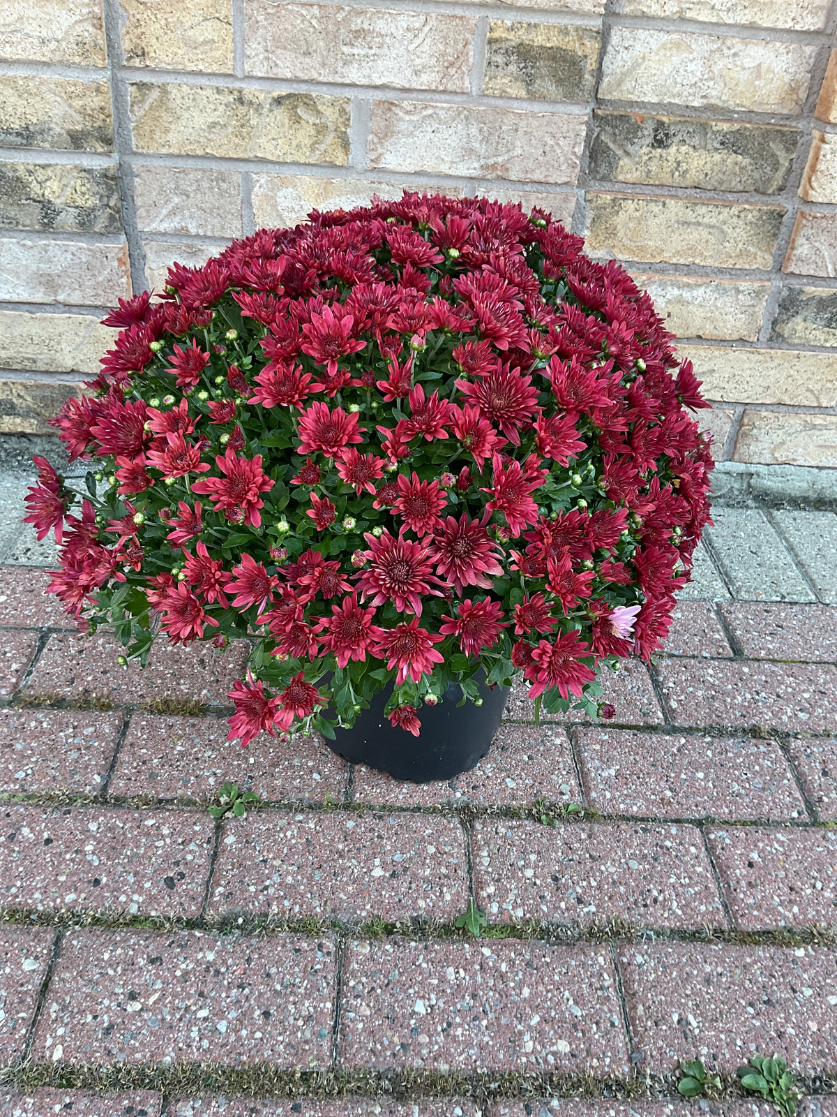 Chrysanthemum
