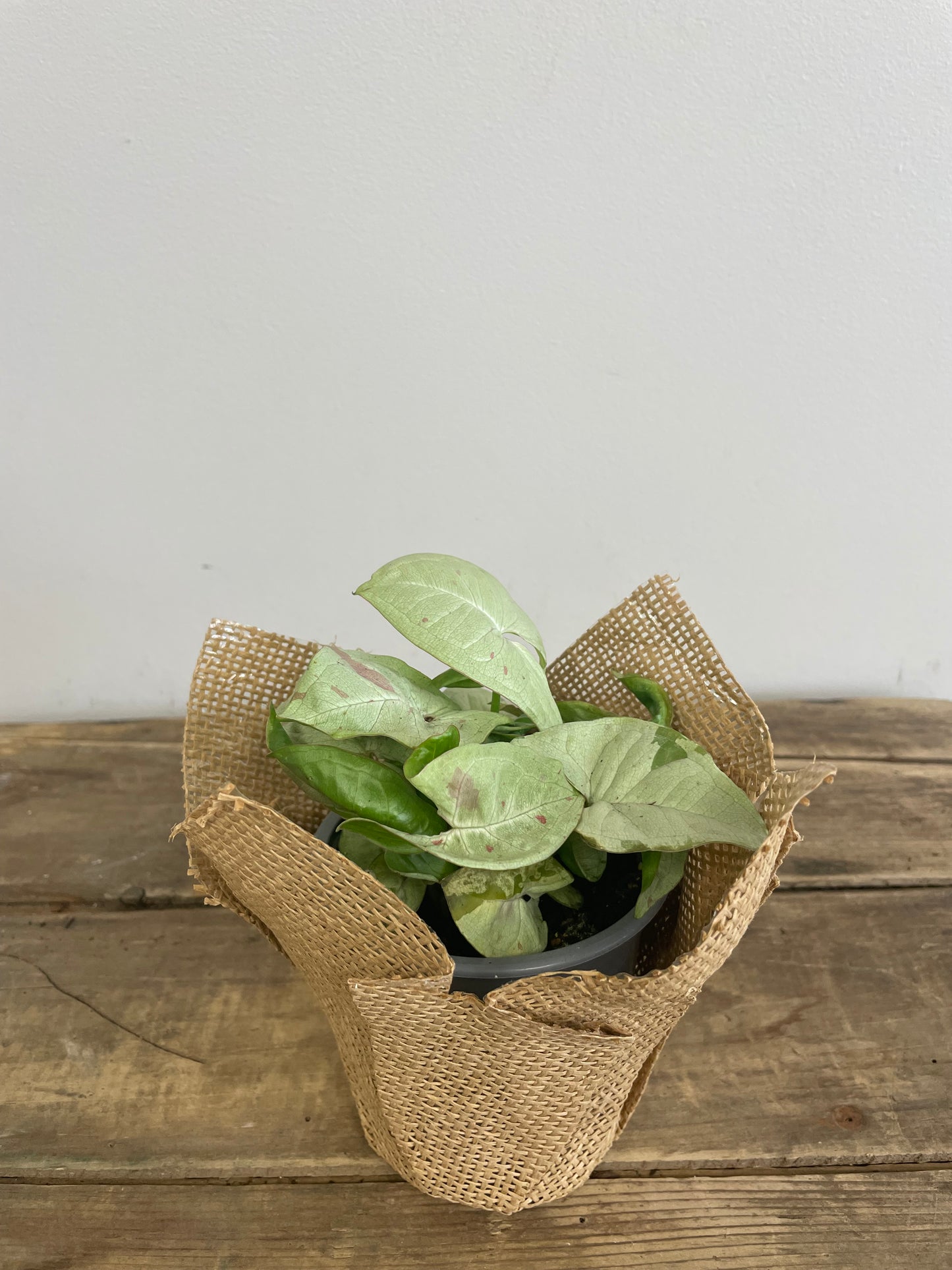 Syngonium Milk Confetti