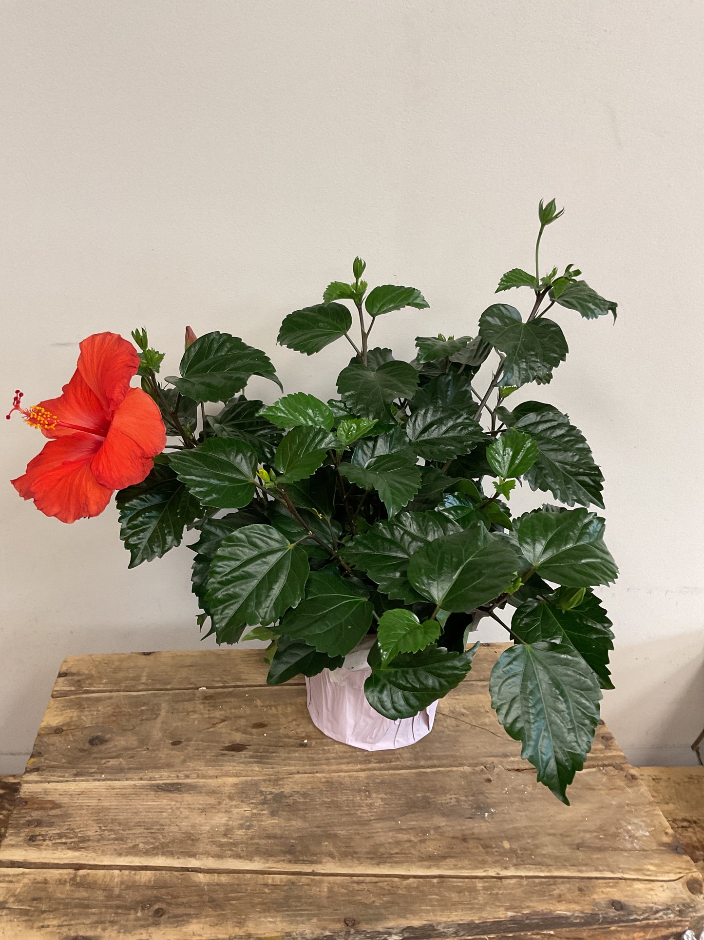 Potted Hibiscus