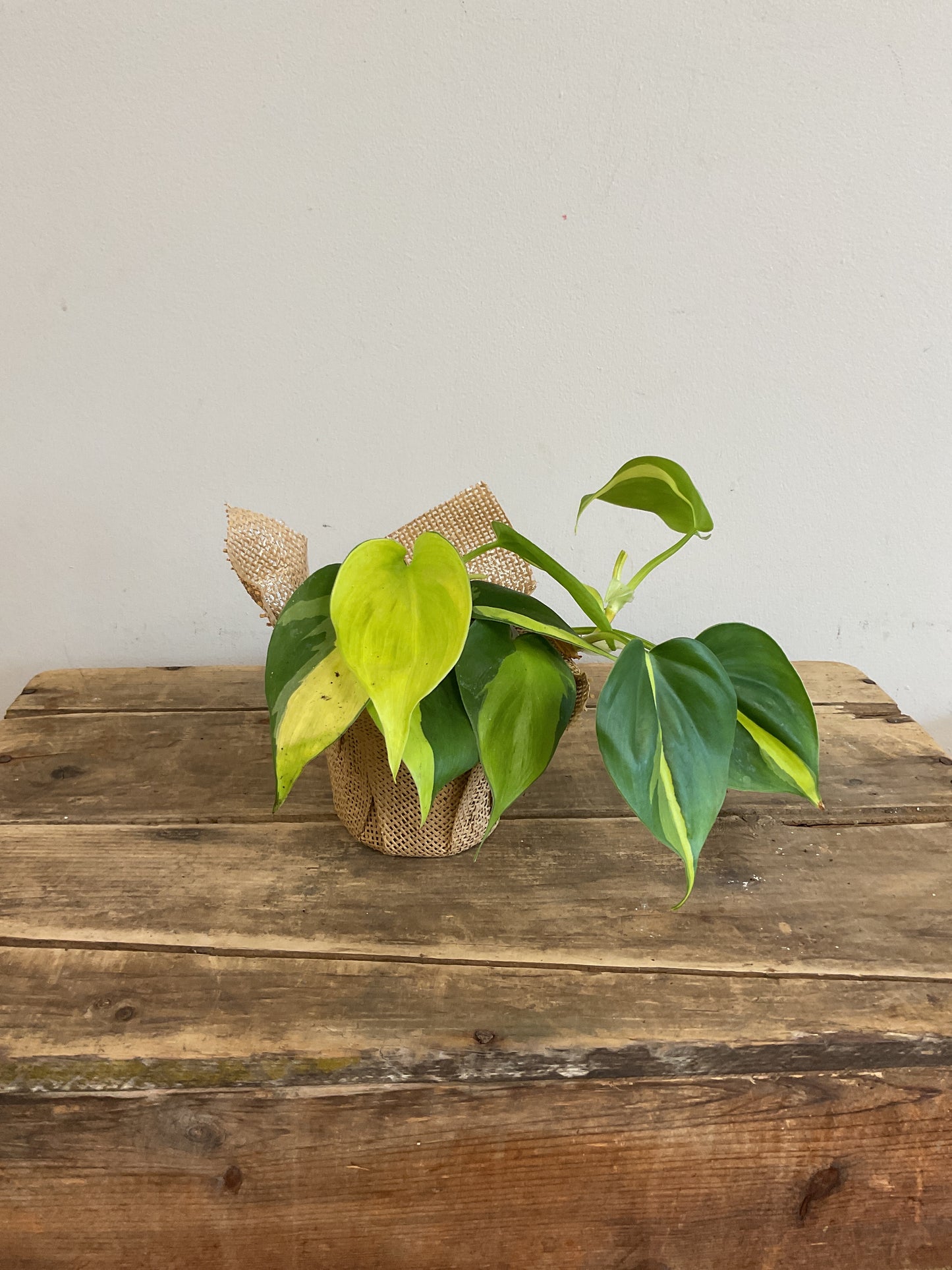 Philodendron Brazil