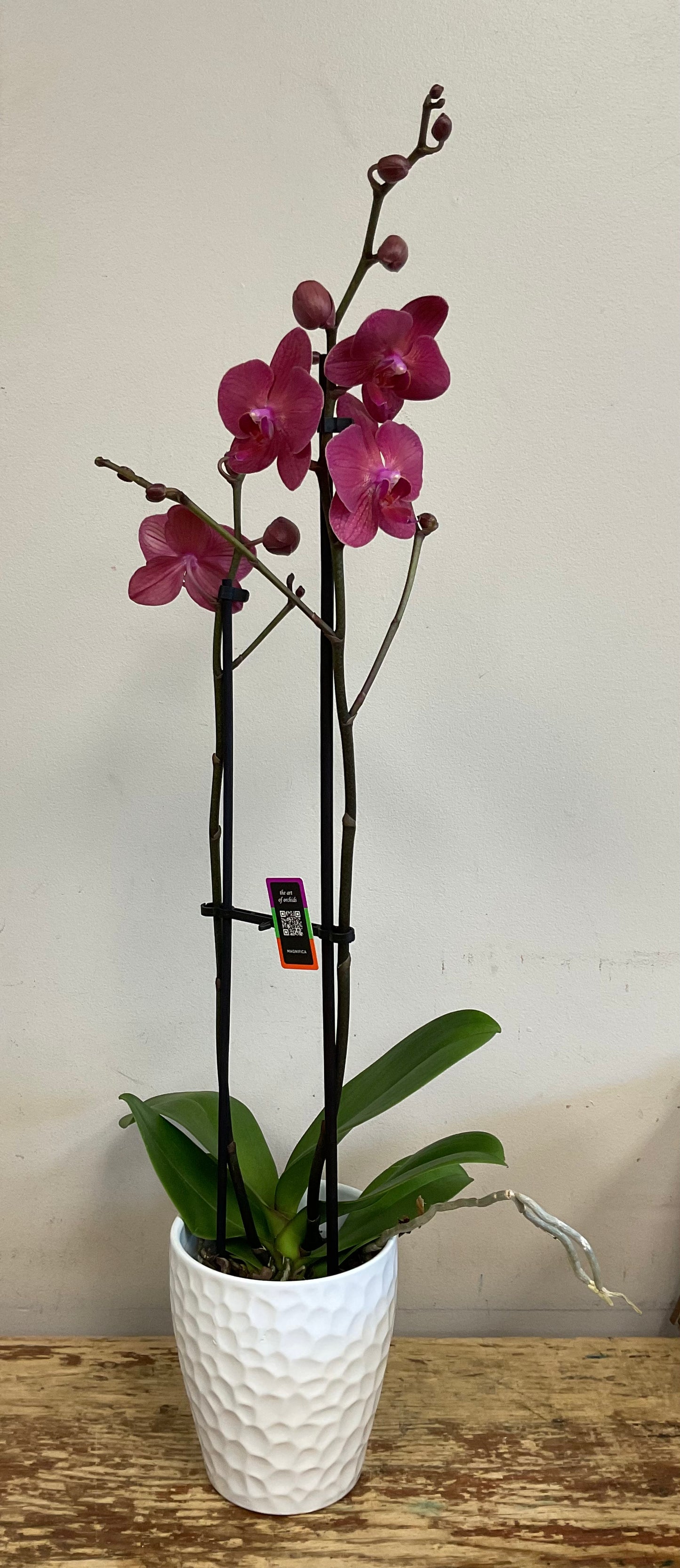 Phalaenopsis Orchid with Pot