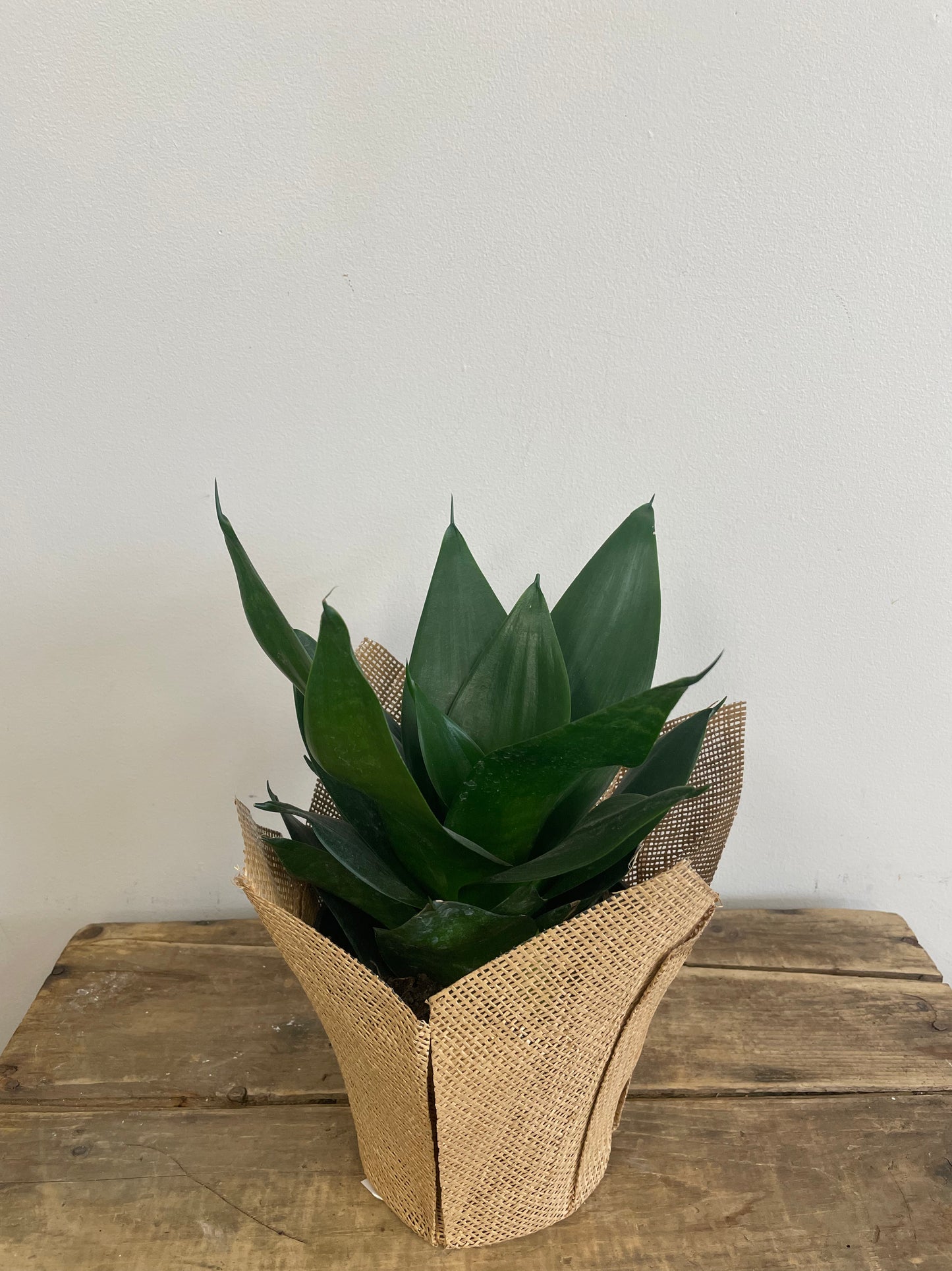 Bird's Nest Snake Plant