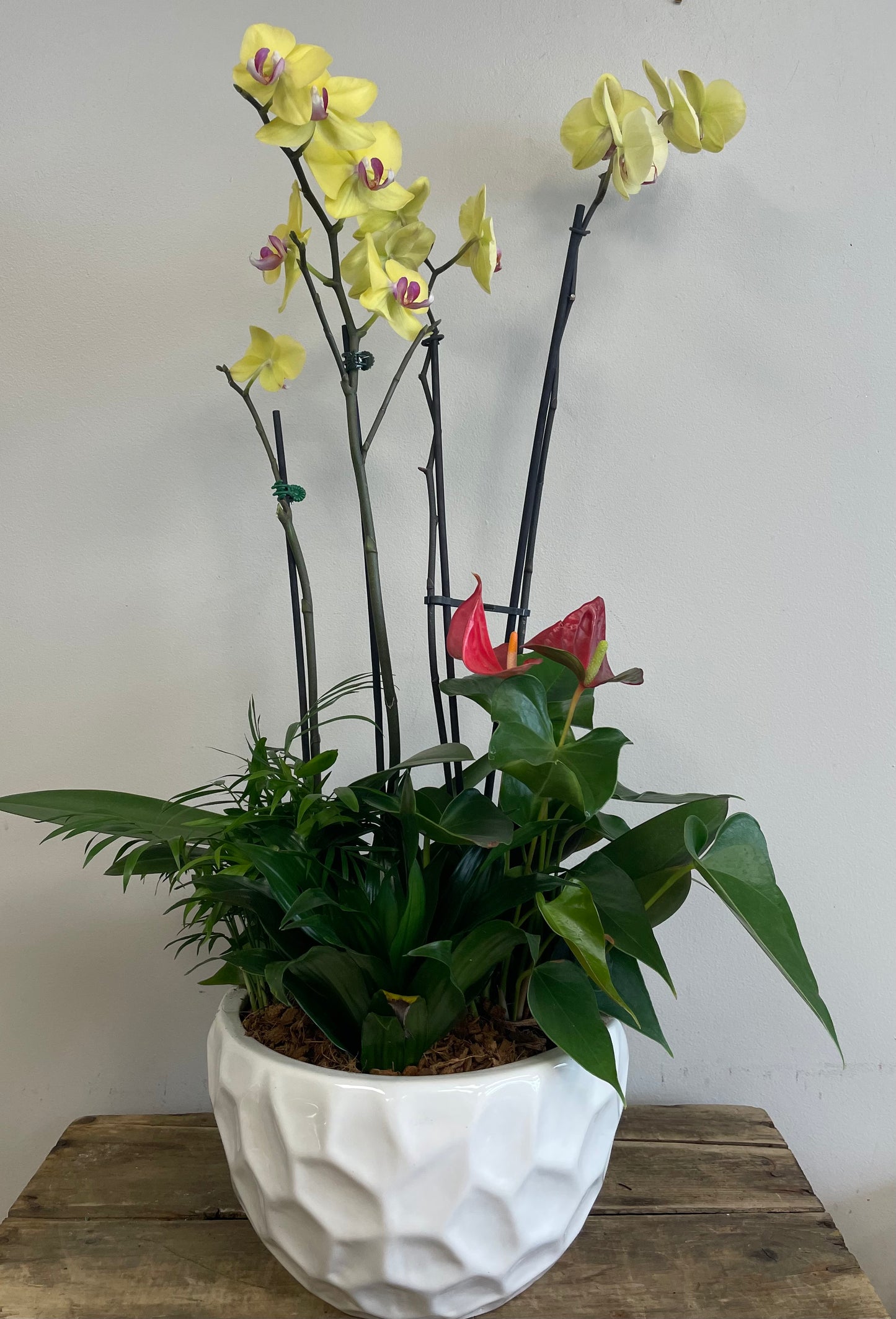 Orchid & Anthurium Planter