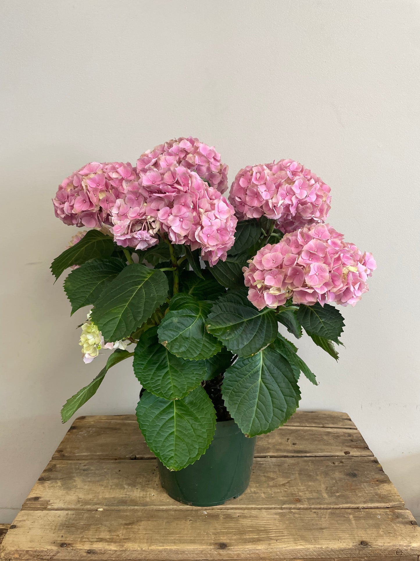 Potted Hydrangea