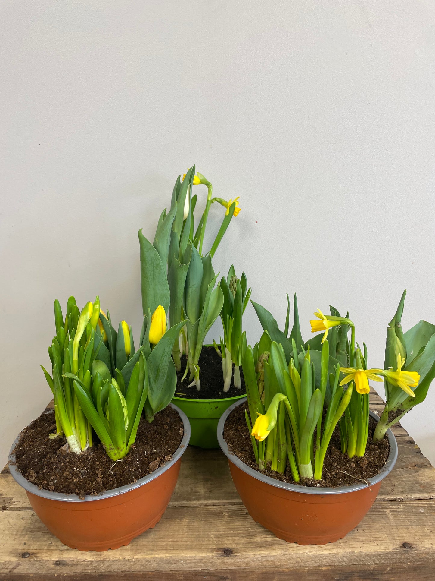 Potted Bulbs Planter