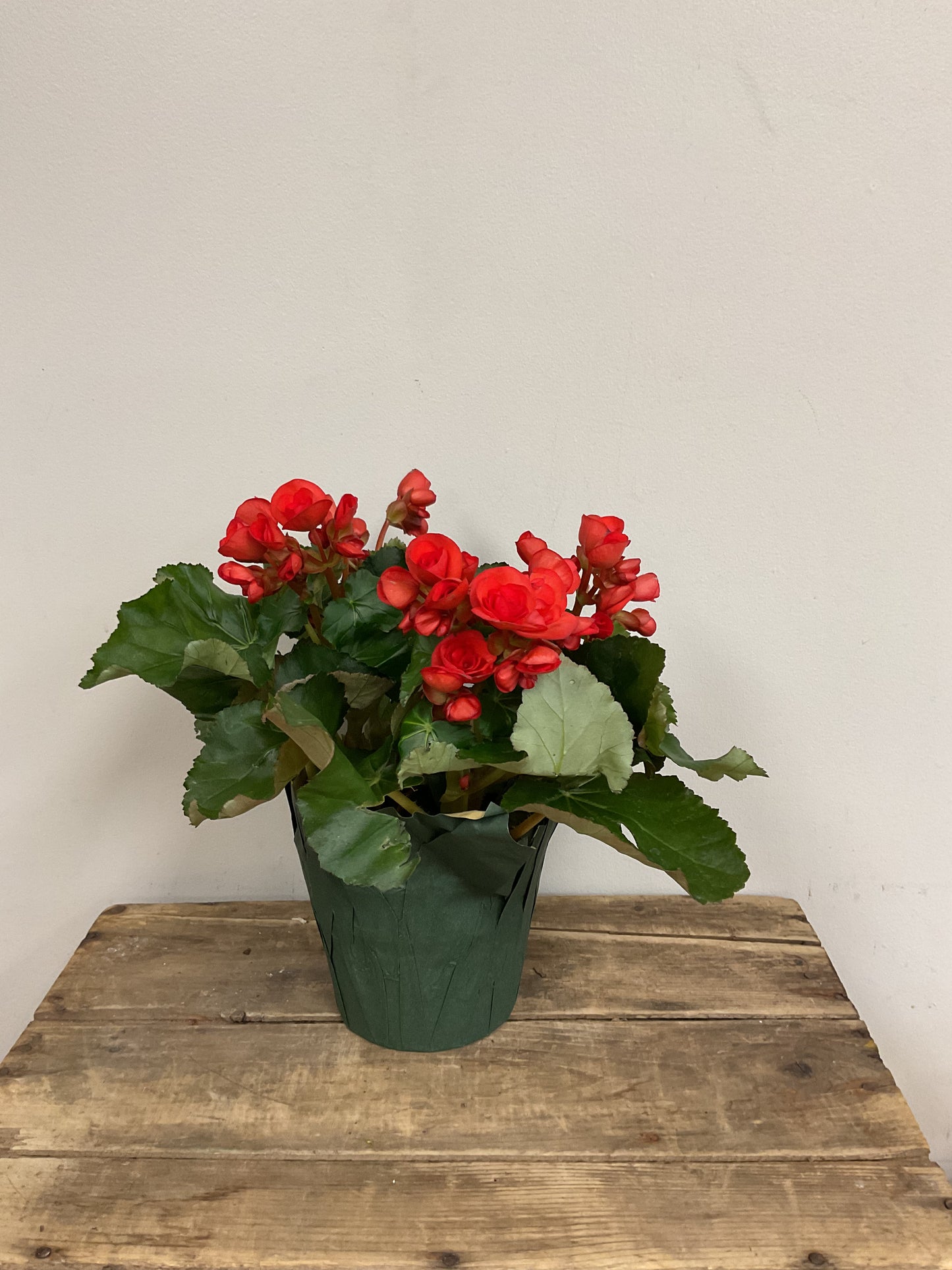 Begonia