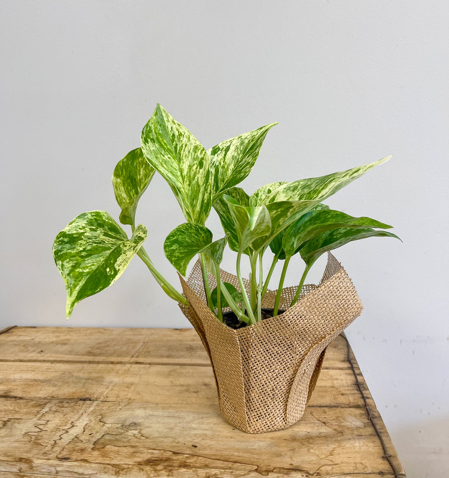 Marble Queen Pothos