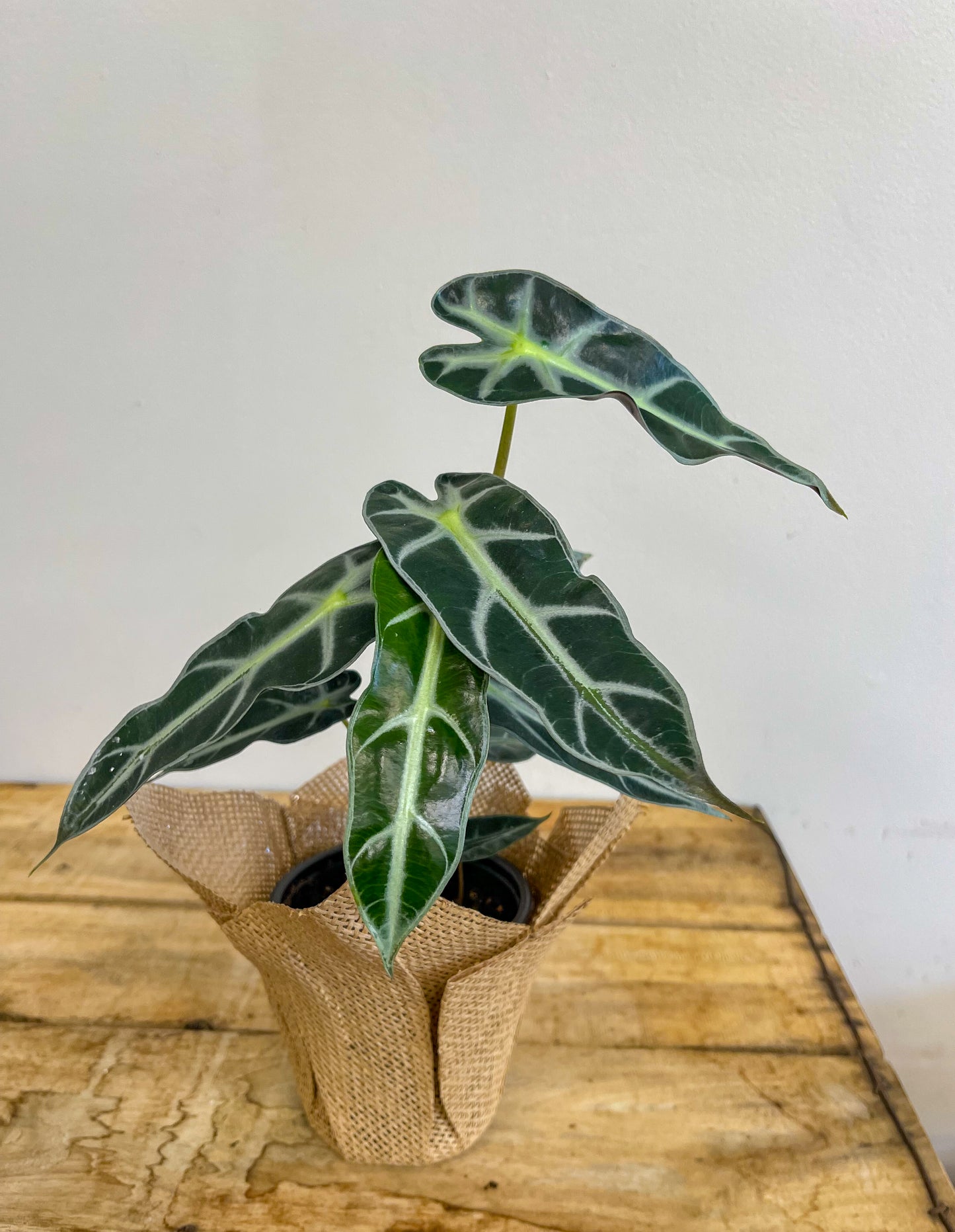 Alocasia Bambino