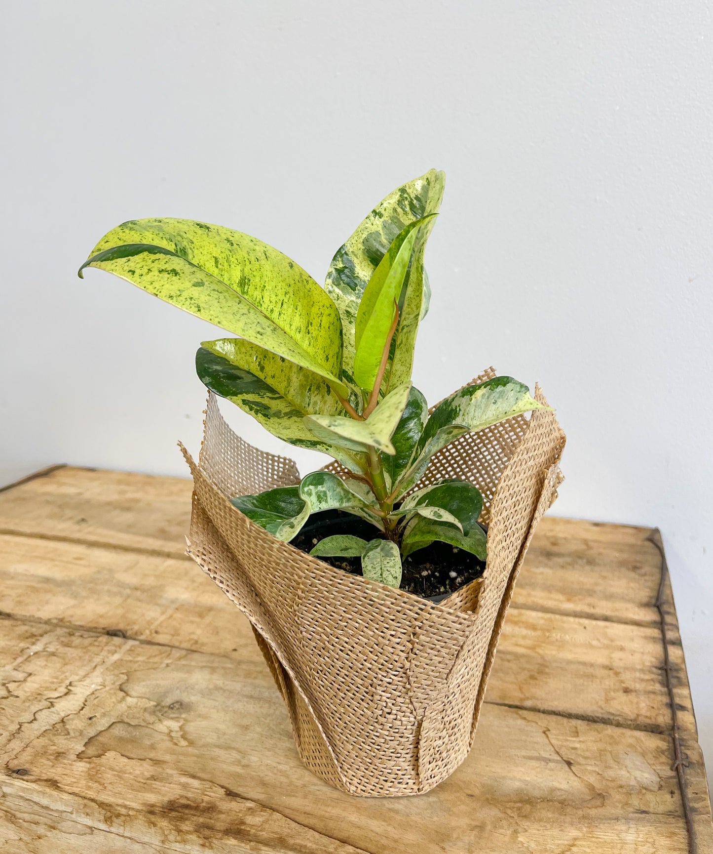 Ficus Shivereana