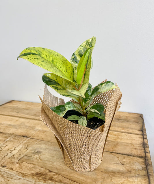 Ficus Shivereana