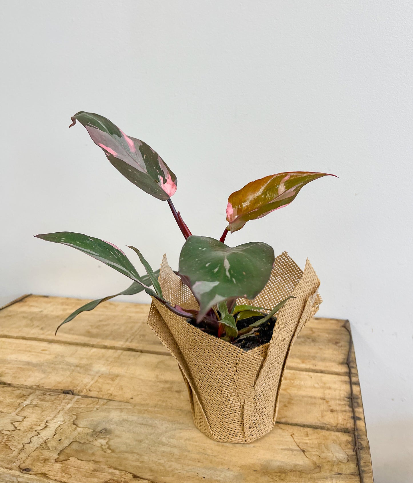 Pink Princess Philodendron
