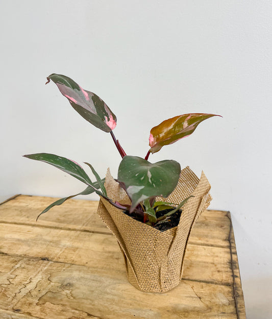 Pink Princess Philodendron