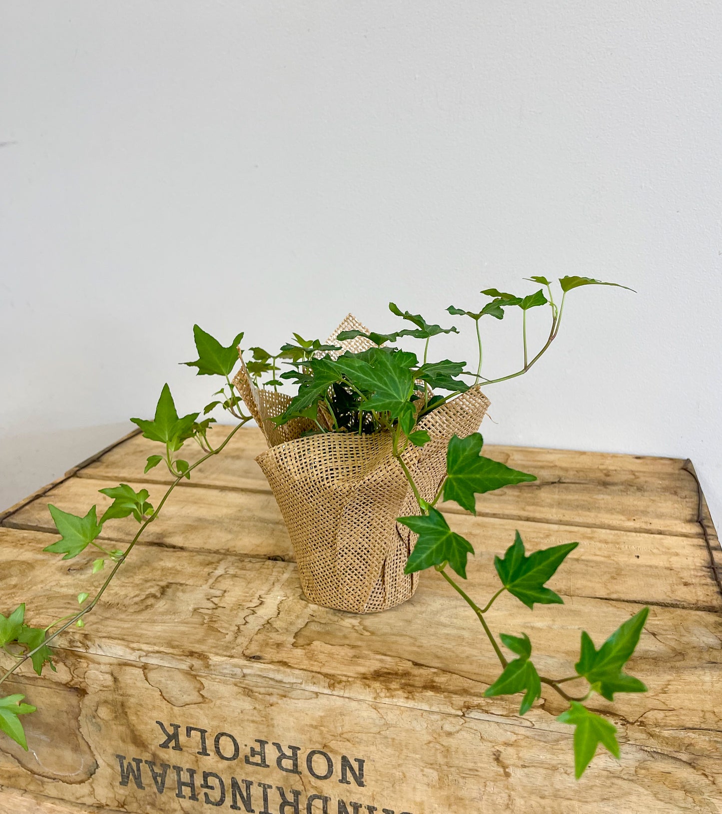 Ivy Plant
