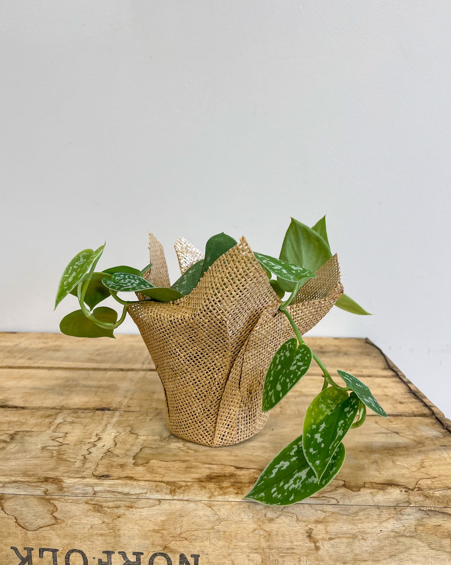 Satin Pothos