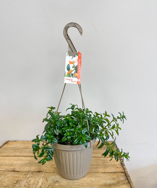 Goldfish Plant in a Hanging Basket