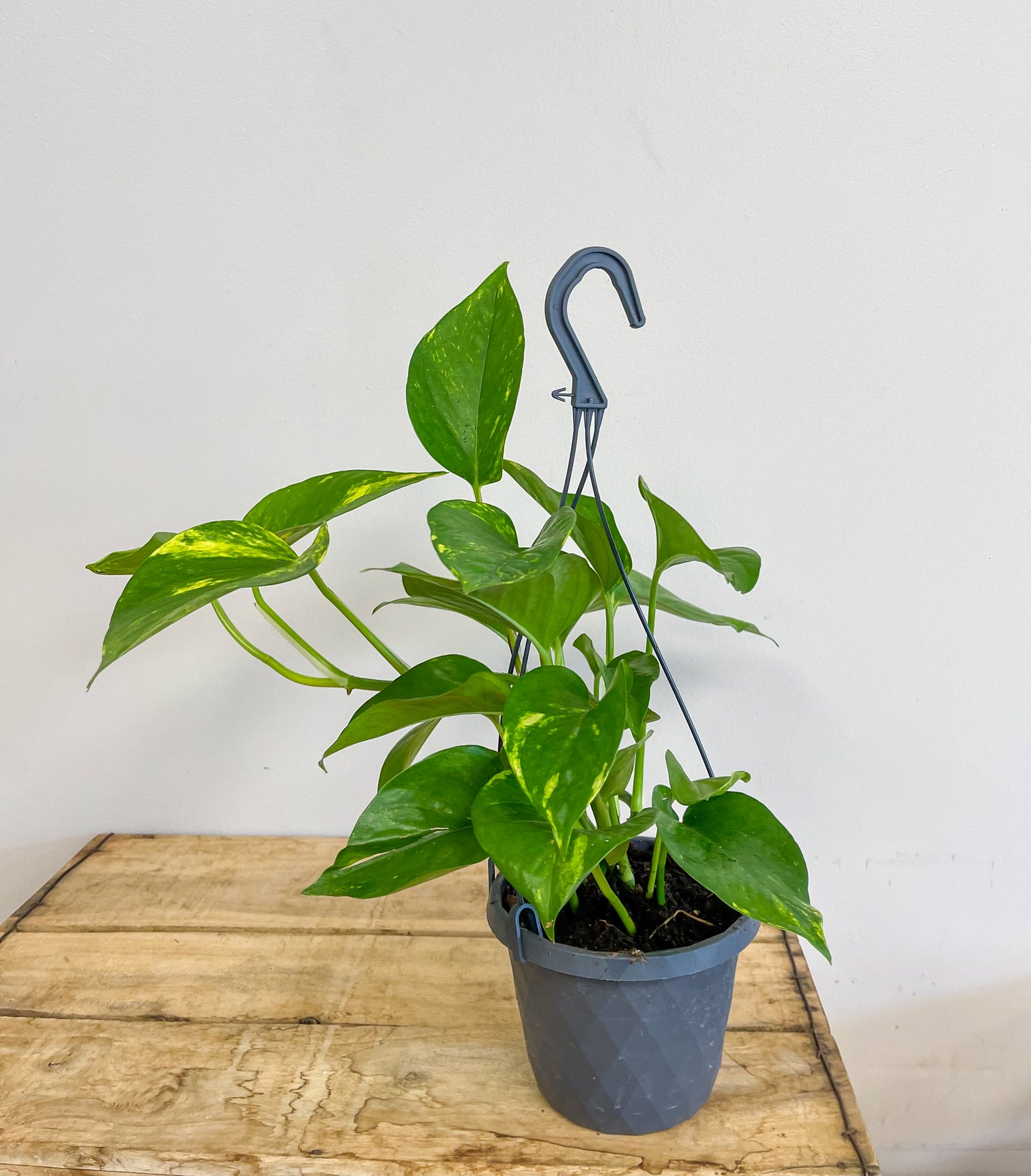 Golden Pothos in Hanging Basket