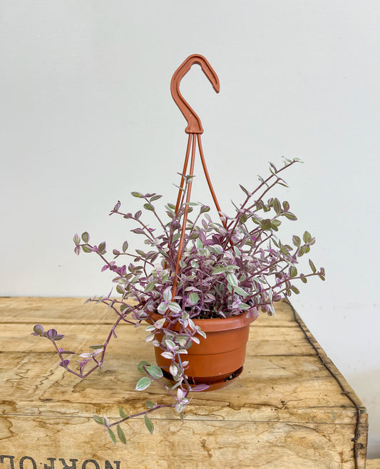 Pink Lady Tradescantia in a Hanging Basket