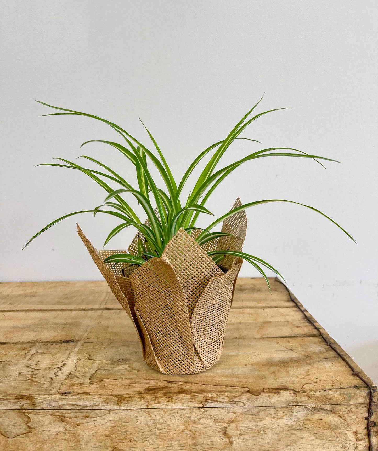 Spider Plant