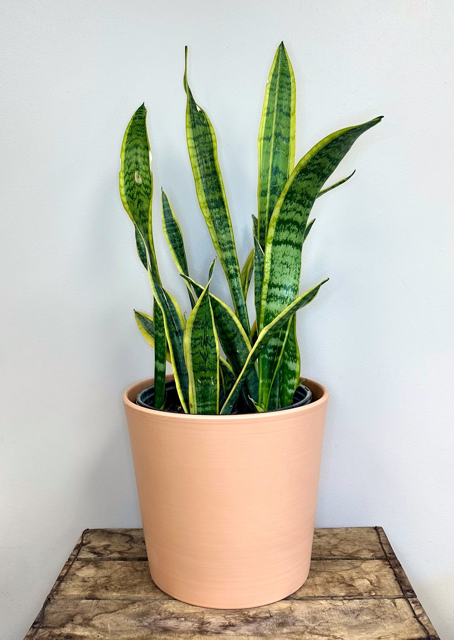 Snake Plant (Sansevieria)