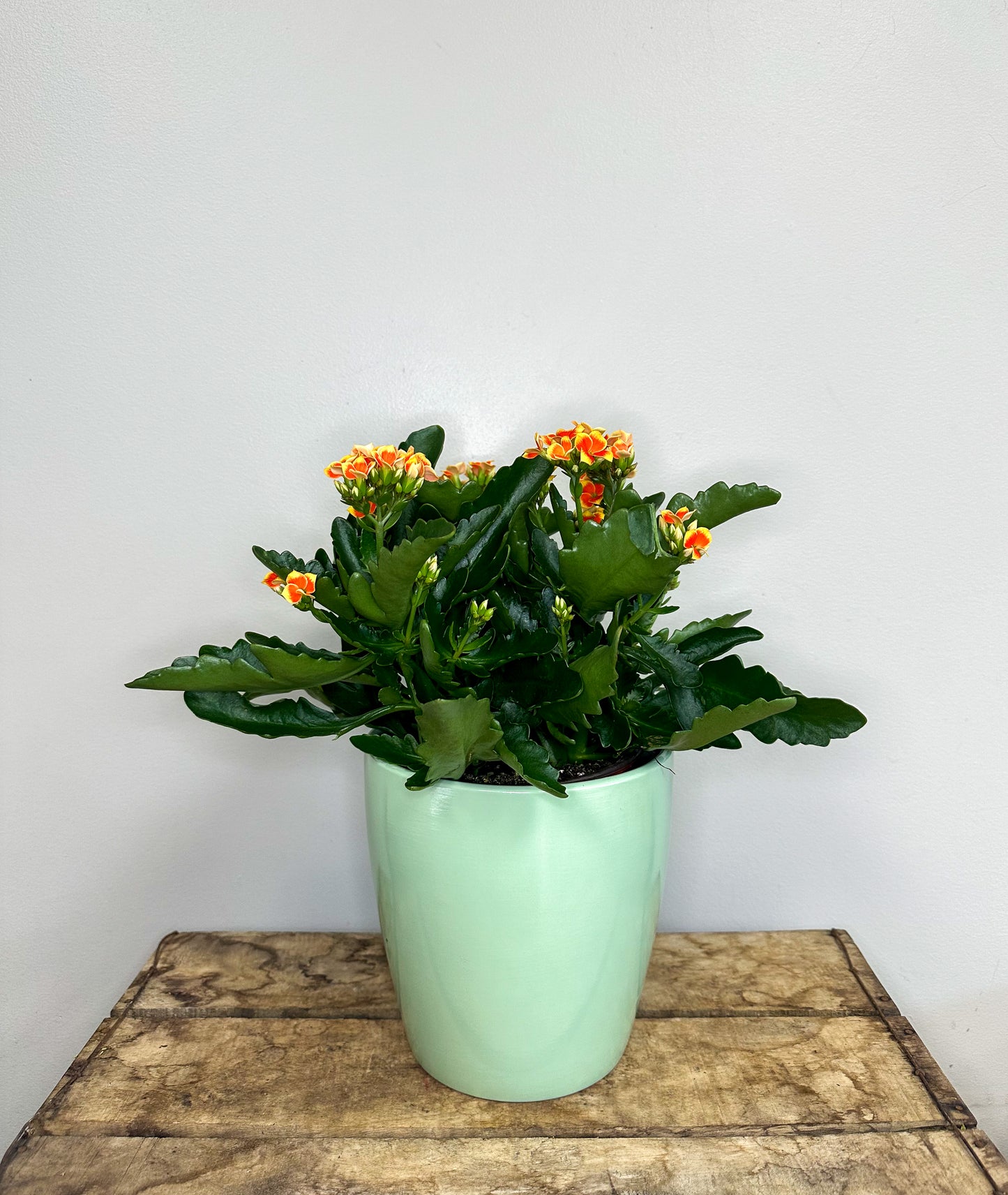Kalanchoe