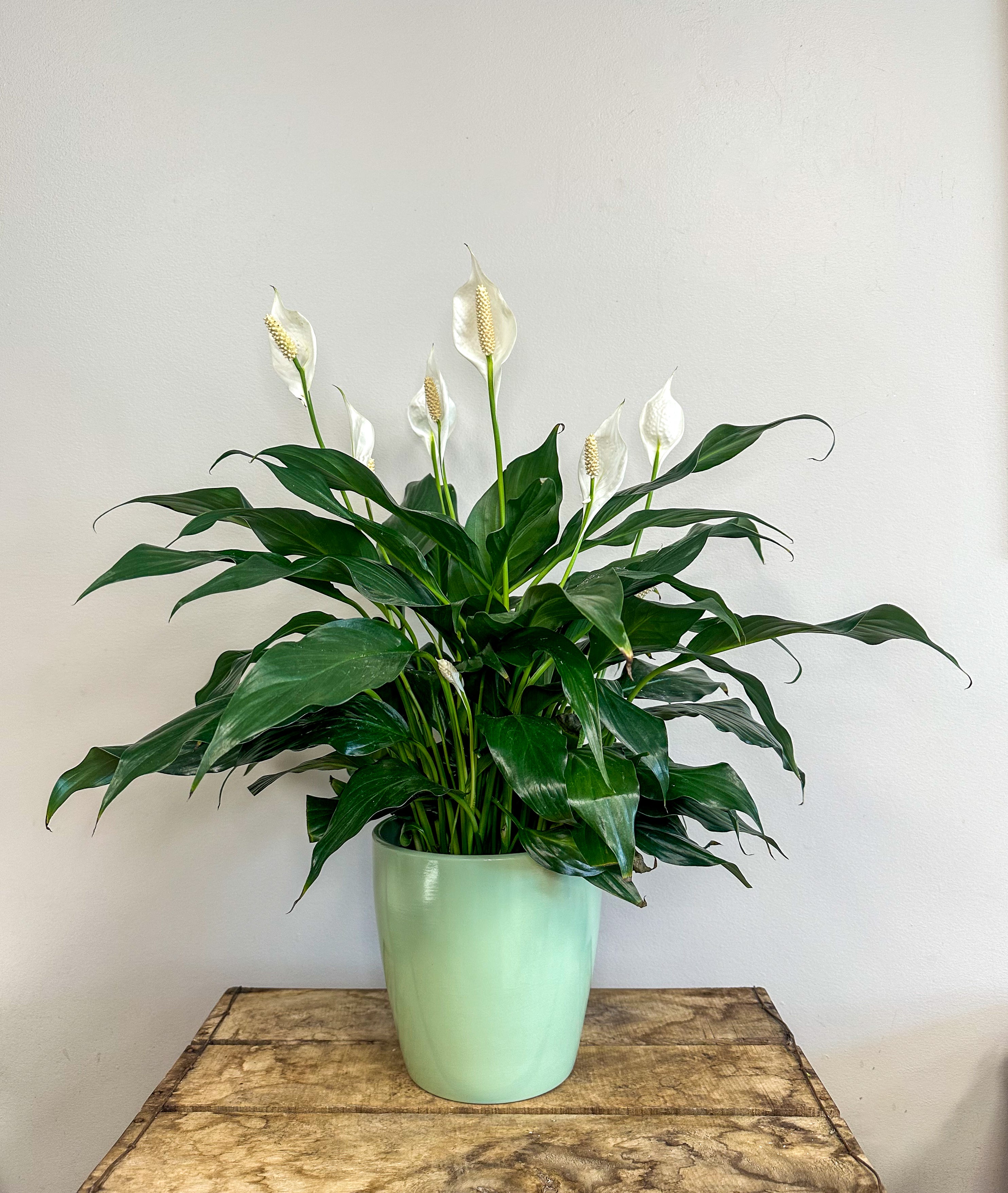 mojo peace lily Peace Lily – Mood Moss Flowers