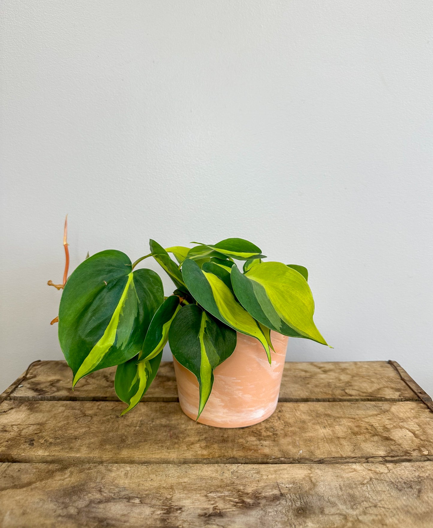 Philodendron Brazil 5” Hanging Basket
