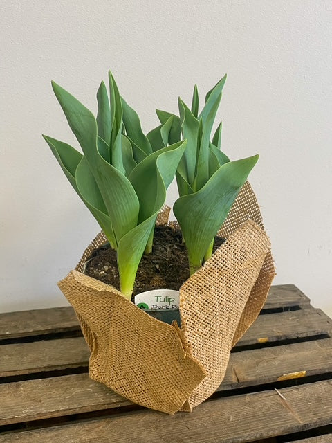 Tulip Bulbs
