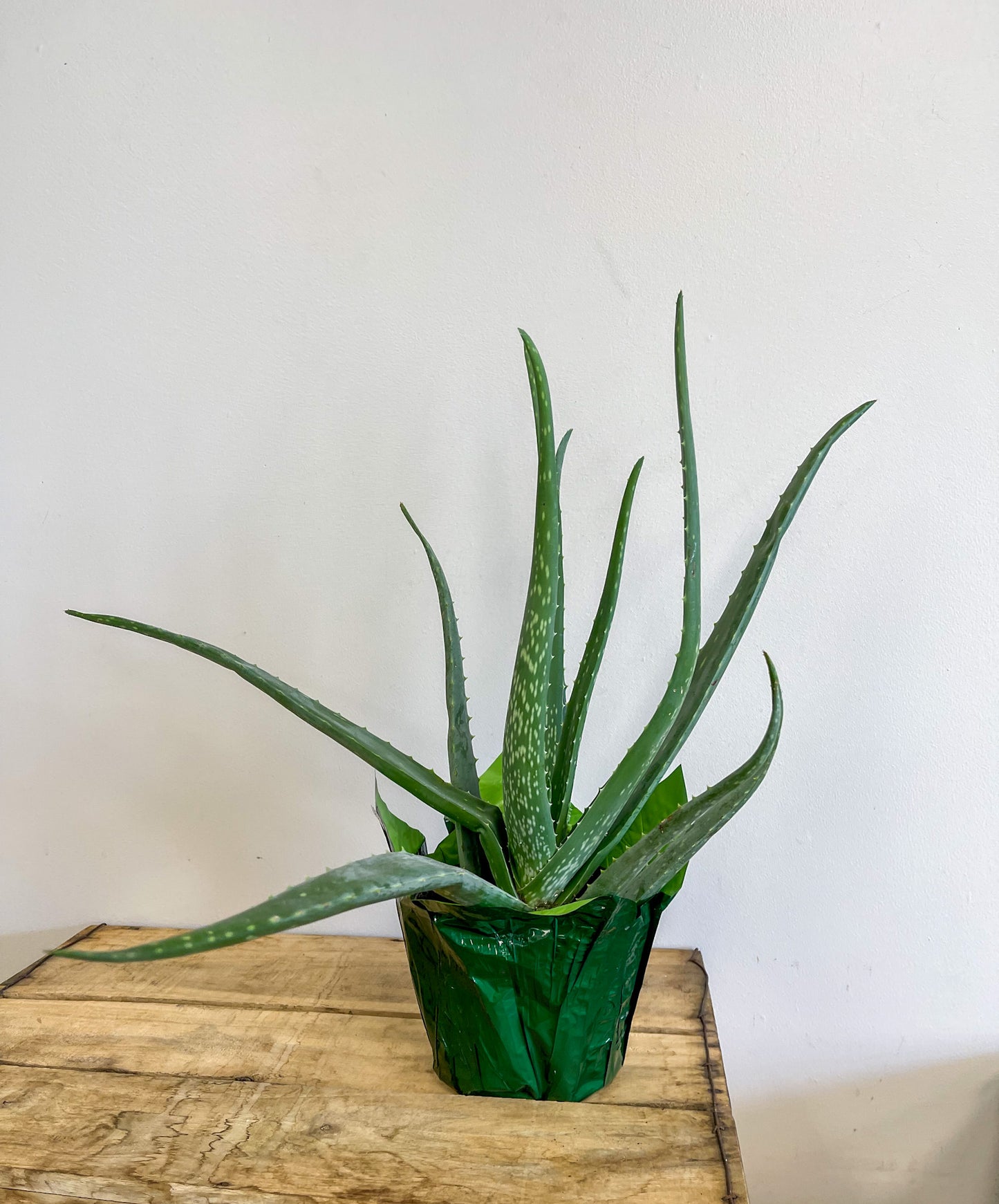 Aloe Vera