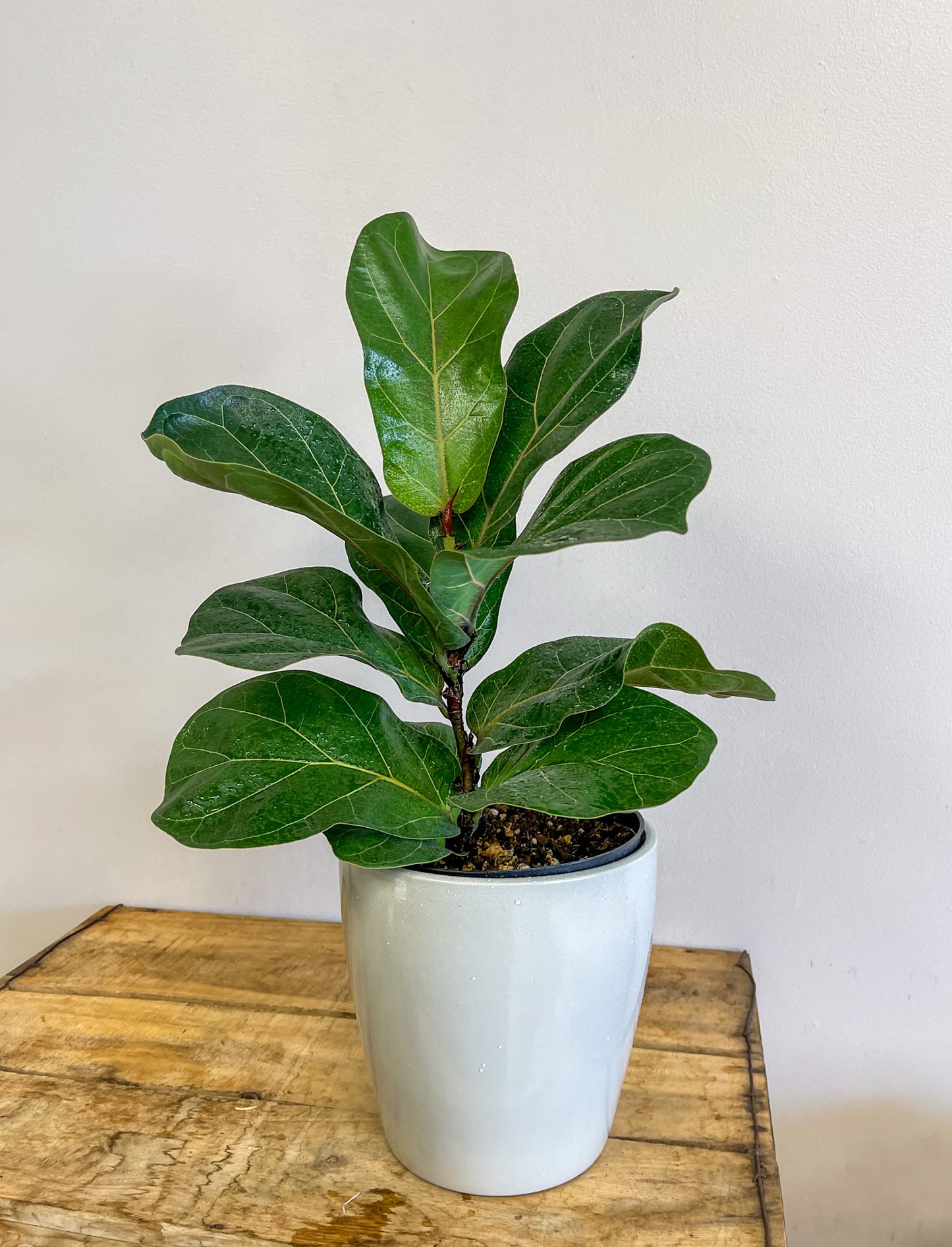 Fiddle Leaf Fig