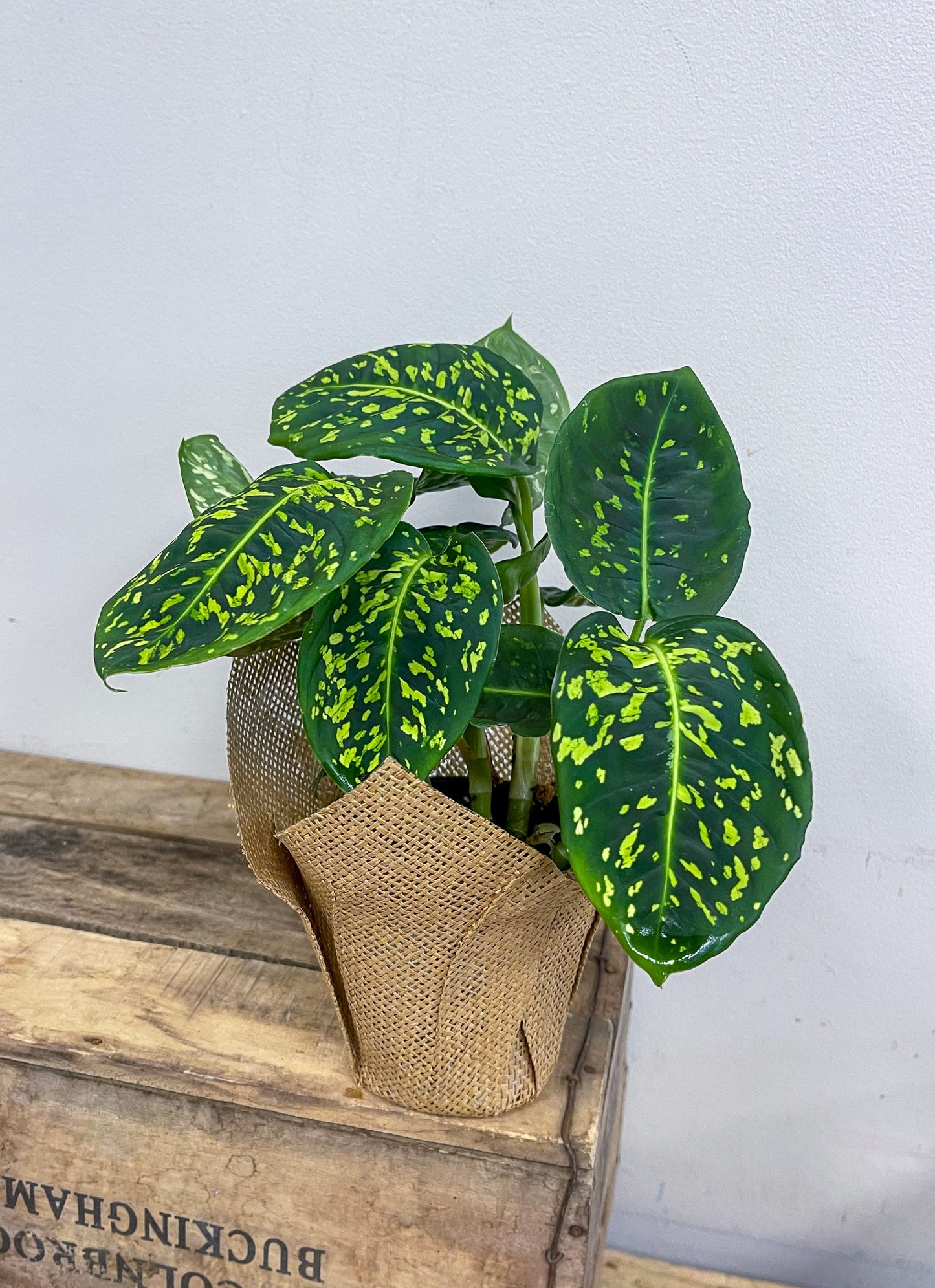 Dieffenbachia Reflector