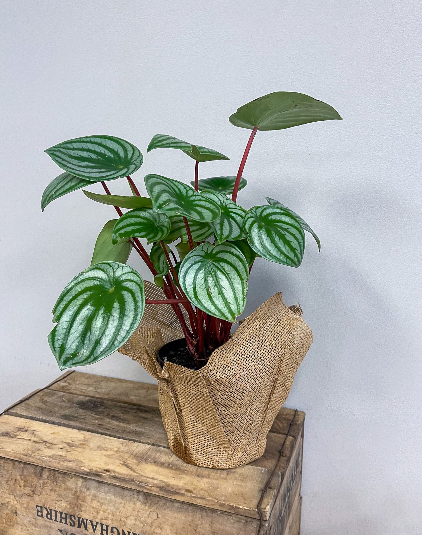 Watermelon Peperomia