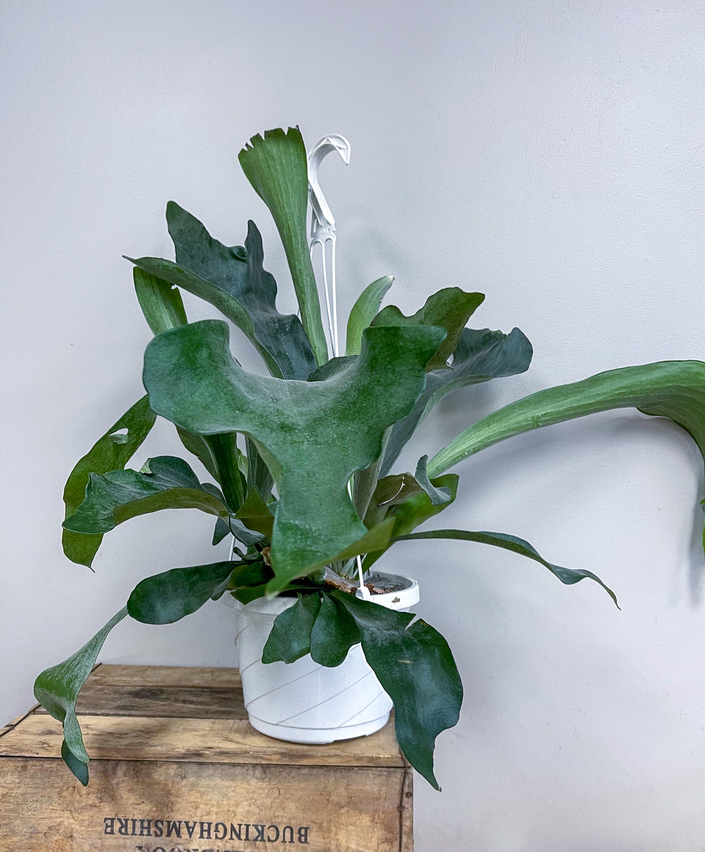 Hanging Staghorn Fern Basket