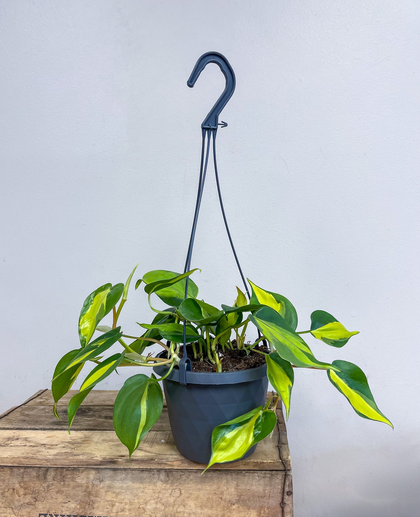 Philodendron Brazil Hanging Basket