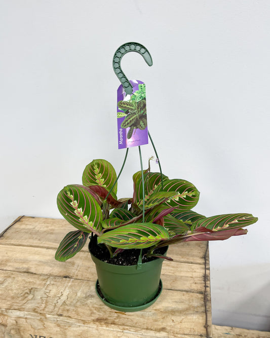 Hanging Prayer Plant - Marantha