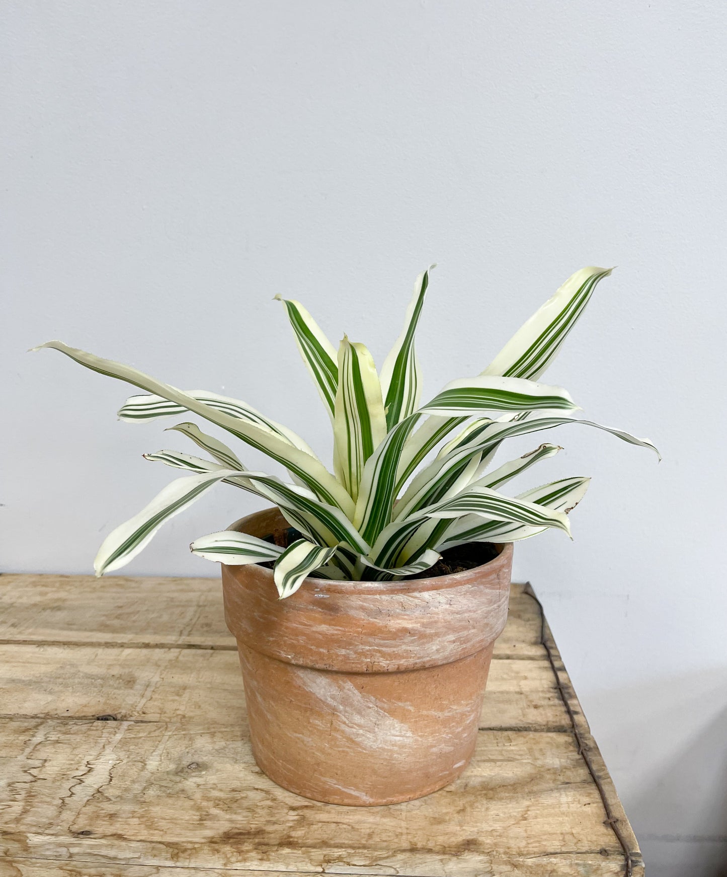 Neoregelia